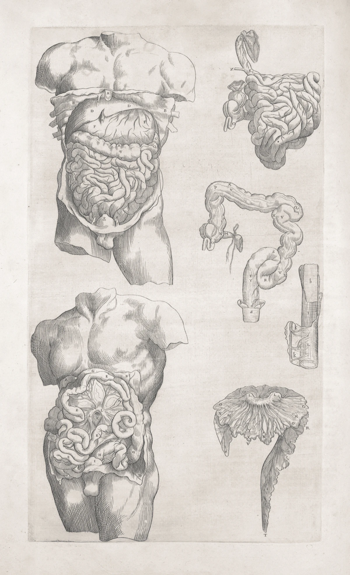 Grabado anatómico antiguo del aparato digestivo y los intestinos